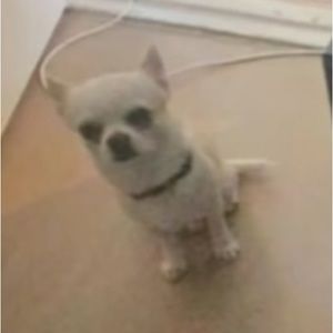 Meet your Posher, Jesus